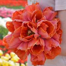Load image into Gallery viewer, Ad Rem Parrot Tulip
