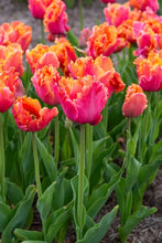Load image into Gallery viewer, Amazing Parrot tulip s a flamboyant, late-spring blooming parrot tulip known for its large, ruffled, and feathered petals in vibrant shades of salmon-rose, hot pink, and warm orange
