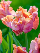 Load image into Gallery viewer, Amazing Parrot is a flamboyant, late-spring blooming parrot tulip known for its large, ruffled, and feathered petals in vibrant shades of salmon-rose, hot pink, and warm orange
