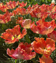 Load image into Gallery viewer, apricot Parrot tulips blooming in a field
