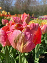Load image into Gallery viewer, a closeup of an apricot parrot tulip bloom
