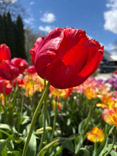 Load image into Gallery viewer, a red Avingnon Parrot Tulip in a row of tulip flowers
