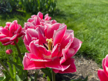 Load image into Gallery viewer, Columbus
