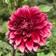 Load image into Gallery viewer, Bloomquist York
