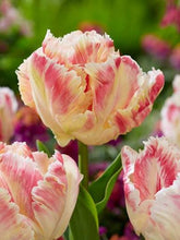 Load image into Gallery viewer, The Blushing Parrot tulip is an exotic, large-blooming parrot tulip known for its striking, feathery petals that shift colors from yellow and purple-crimson to white with magenta stripes, and finally to a peach-and-yellow blend
