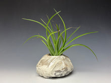 Load image into Gallery viewer, White Crackle Raku Textured Air Plant Vase #7
