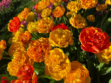 Load image into Gallery viewer, Gudoshnik Double
