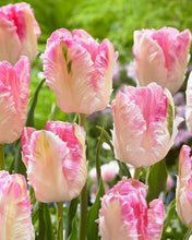 Load image into Gallery viewer, An image of several cabanna tulip flowers in a garden 

