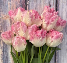Load image into Gallery viewer, a grouping of cabanna Parrot Tulip flowers

