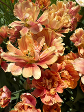 Load image into Gallery viewer, Copper Image
