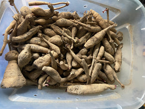 A Bag of Growers Choice BULK Mixed Dahlia Tubers - 25 Tuber Bundle