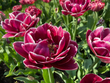 Load image into Gallery viewer, Dream Touch
