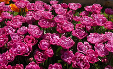 Load image into Gallery viewer, Rosy Diamond
