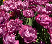 Load image into Gallery viewer, Rosy Diamond

