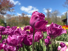 Load image into Gallery viewer, Rosy Diamond
