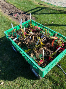 Dahlia Tuber Workshop