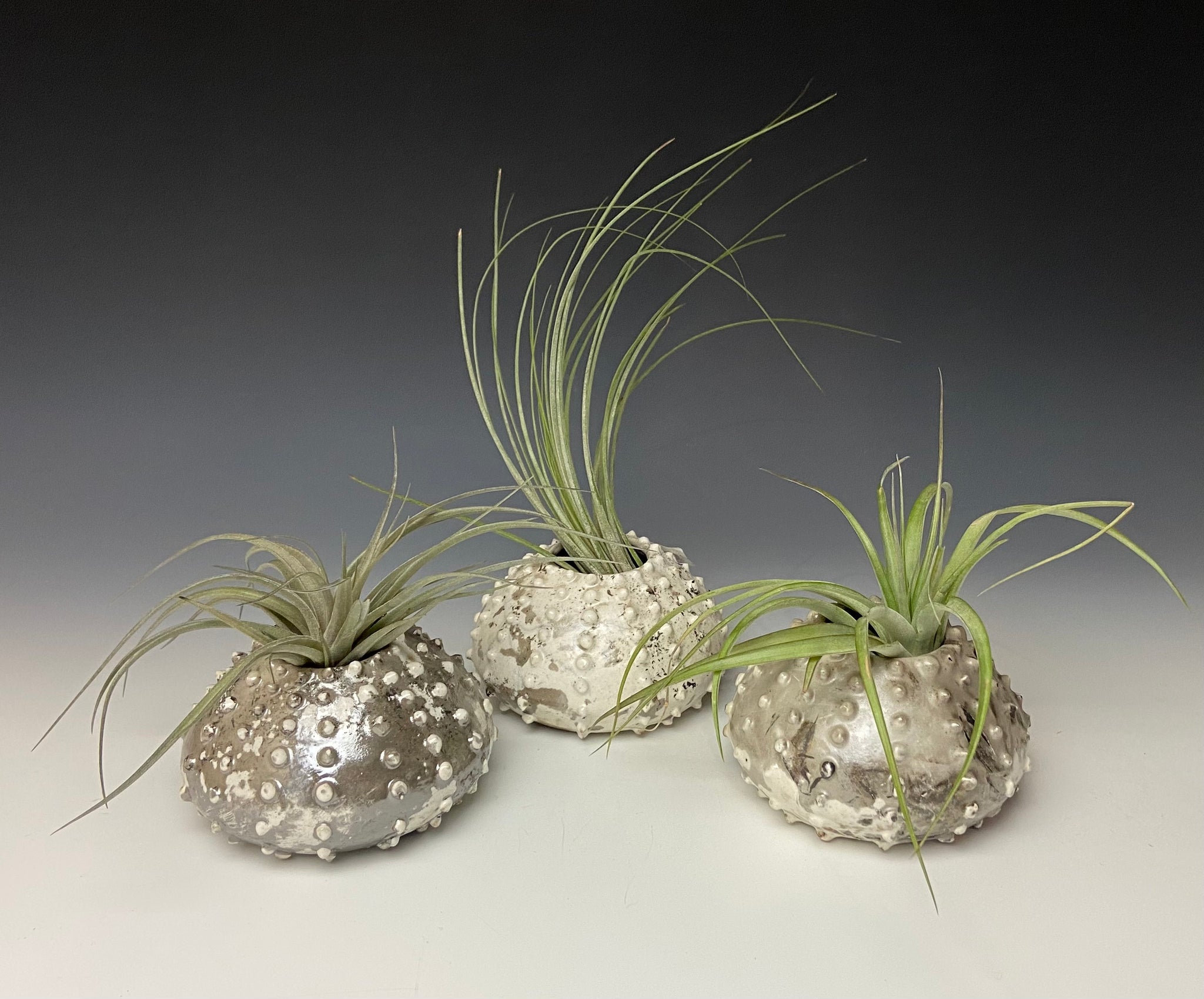 air plant pottery White Crackle Urchin Raku Air Plant Vase
