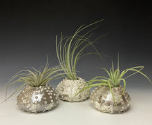 Load image into Gallery viewer, White Crackle Urchin Raku Air Plant Vase

