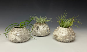 Mini White Crackle Raku Urchin Air Plant Vase