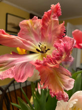 Load image into Gallery viewer, a close up of a ruffled edge parrot tulip bloom
