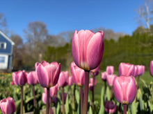 Load image into Gallery viewer, a pink and purple light and dreamy tulip flower in a garden
