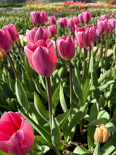 Load image into Gallery viewer, pink and purple tulip flowers in a garden
