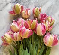 Load image into Gallery viewer, A grouping of pink vision parrot tulips 
