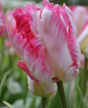 Load image into Gallery viewer, a closeup image of a pink vision parrot tulip flower
