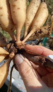 Dahlia Tuber Workshop