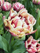 Load image into Gallery viewer, Wyndham

