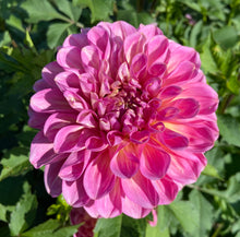 Load image into Gallery viewer, Cameo Peach
