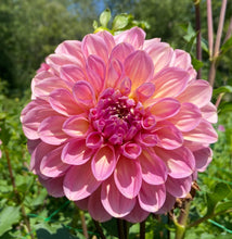 Load image into Gallery viewer, Cameo Peach
