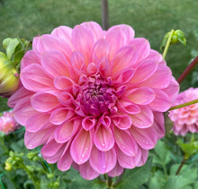 Load image into Gallery viewer, Cameo Peach
