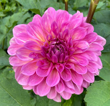 Load image into Gallery viewer, Cameo Peach
