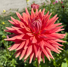 Load image into Gallery viewer, Chi EF 25
