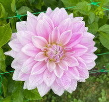 Load image into Gallery viewer, Ferncliff Inspiration
