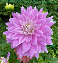 Load image into Gallery viewer, Ferncliff Inspiration
