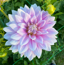 Load image into Gallery viewer, Ferncliff Inspiration
