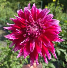 Load image into Gallery viewer, Grand Finale
