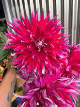 Load image into Gallery viewer, Grand Finale
