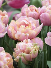 Load image into Gallery viewer, Pink Star
