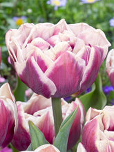 Load image into Gallery viewer, Wyndham
