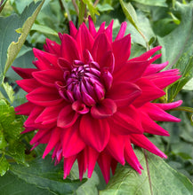 Load image into Gallery viewer, Loverboy

