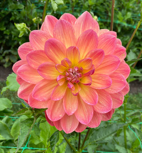Pam Howden