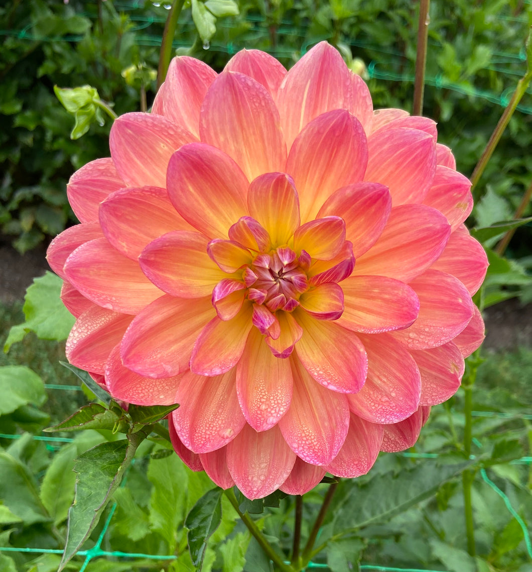 Pam Howden