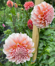 Load image into Gallery viewer, Peaches n&#39; Cream - Bulk Bag of 10 Tubers
