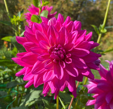 Load image into Gallery viewer, Raspberry Royale
