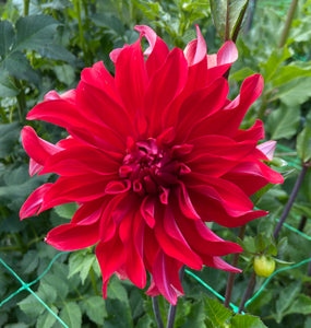 Red Labyrinth