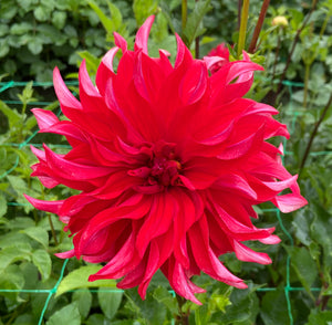 Red Labyrinth