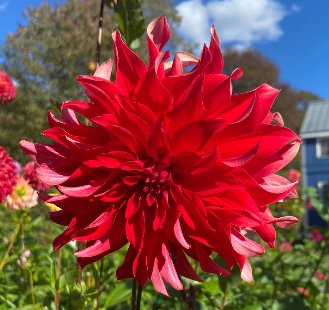 Red Labyrinth